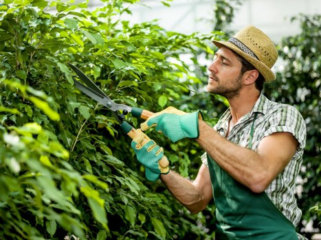 Image representing clear accessible information for Gunnersbury tree surgery services