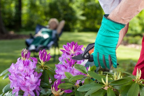 Experienced tree surgeons preparing careful tree maintenance